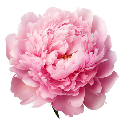 Peony