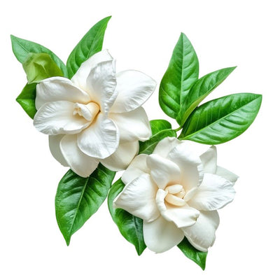 Gardenia