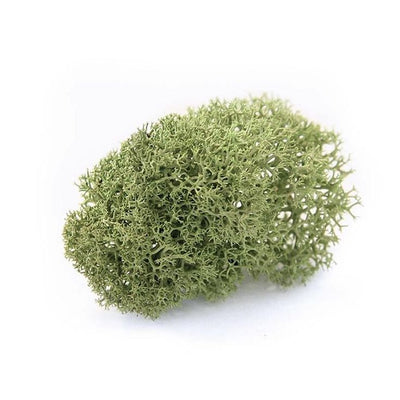 Oakmoss