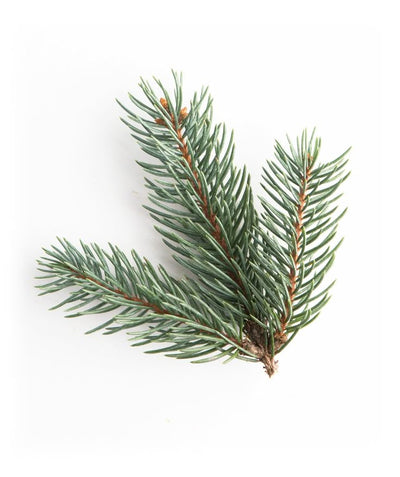Cedar