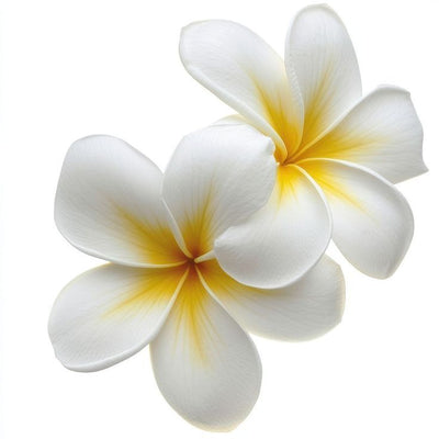 White Flowers