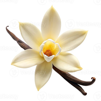 Vanilla