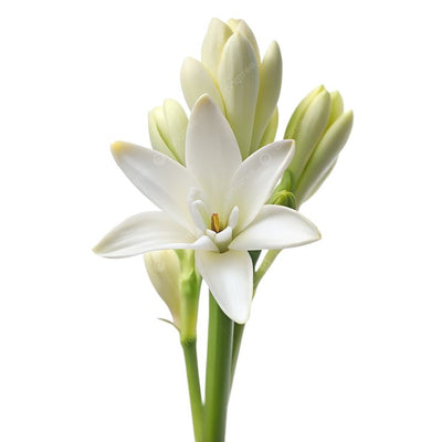 Tuberose