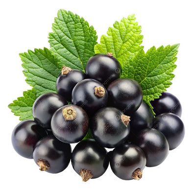 Black Currant