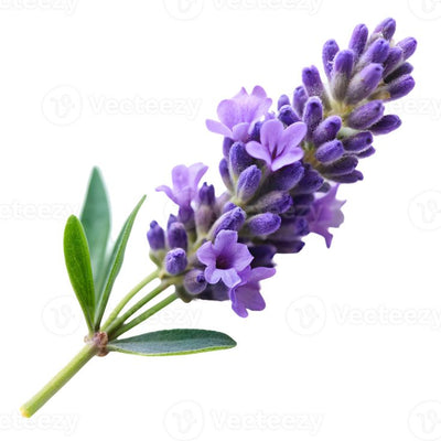  Lavender
