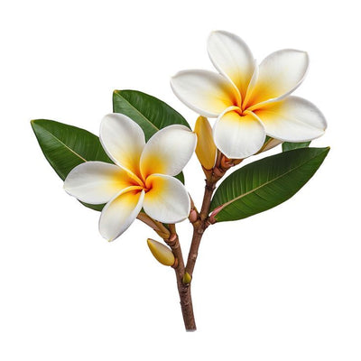 Frangipani