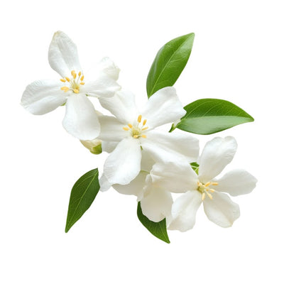 Jasmine